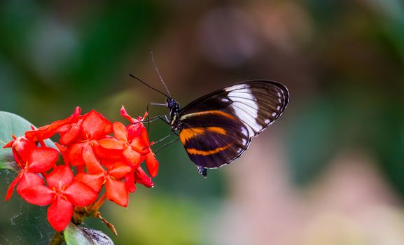 beautiful macro closeup of a tiger longwing butterfly on a flower, colorful tropical insect specie from Mexico and peru