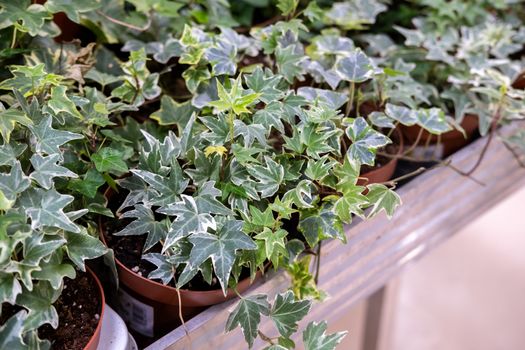 Hedera Helix or Devil's ivy planters