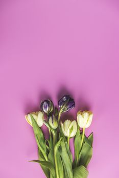 Flowers composition. Violet and light yellow tulip flowers on pi