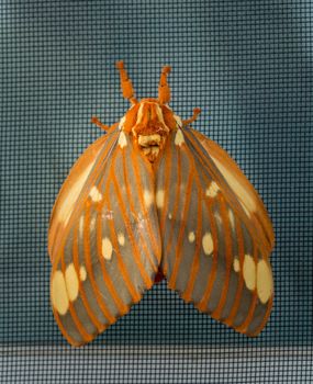 Large Regal Moth or Citheronia Regalis landed on the window screen