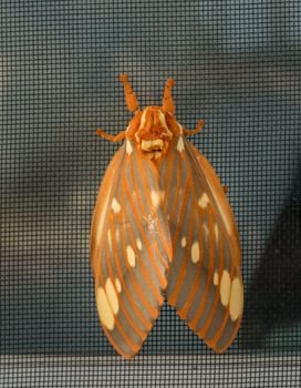 Large Regal Moth or Citheronia Regalis landed on the window screen