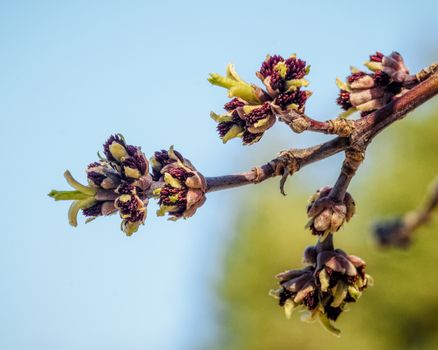 A branch of a tree with budding buds