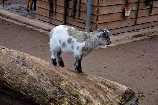 White, brown and black baby goat on a trunk