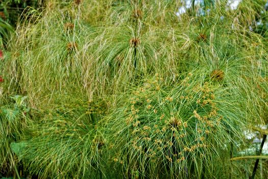 Cyperus papyrus plant spotted in San Gerardo de Dota