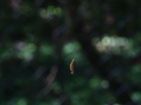 Single ermine moth caterpillar roping down from twig