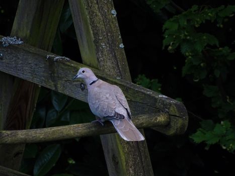 Eurasian collared dove sitting looking to the left