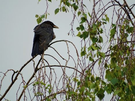 Carrion crow sitting in a birch tree