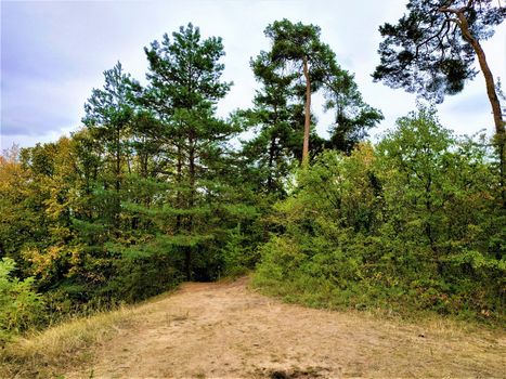 Inland dune and pine trees in Oftersheim