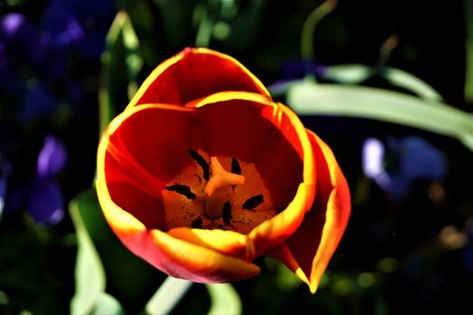 Inside close-up of a yellow and red tulip with black stamina