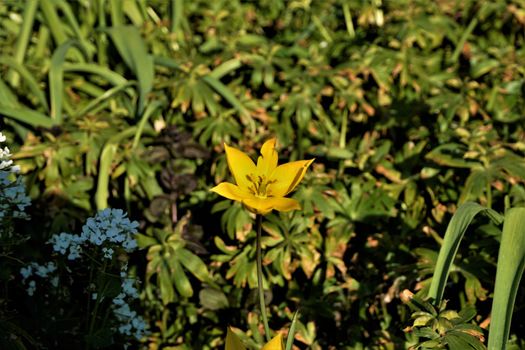 Beautiful wild tulip Tulipa Sylvestris spotted on meadow in Germany