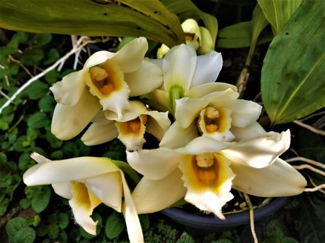 Beautiful Bifrenaria harrisoniae Alba orchid blooming with bunch of white and yellow blossoms