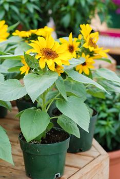 Helianthus annuus, small and potted sunflowers. dwarf helianthus