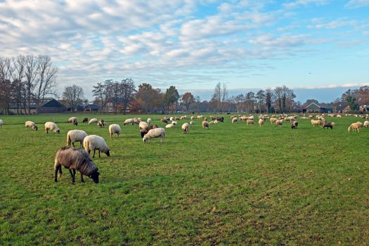 Sheep in the countryside from the Netherlands
