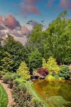 Pond in Landscaped Garden