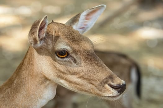 Portrait of a Fawn