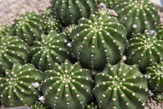 Close up of green tropical cactus