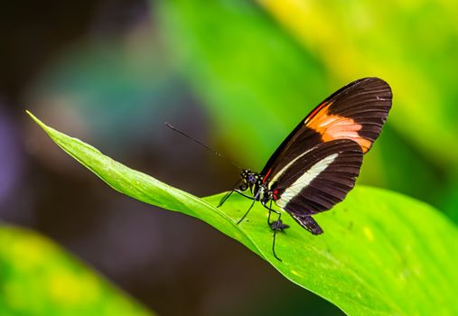 small red postman butterfly in macro closeup, tropical insect specie from Costa Rica, America