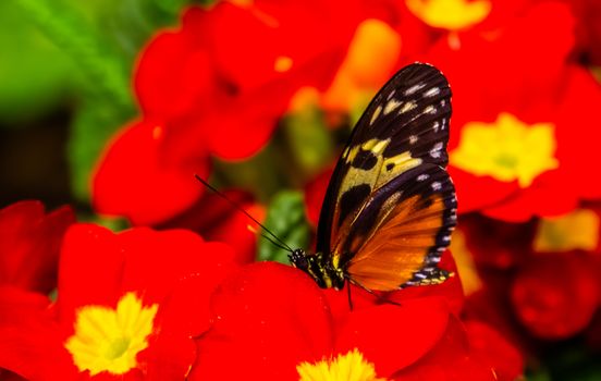 beautiful macro closeup of a tiger longwing butterfly on red flowers, colorful tropical insect specie from Mexico and peru