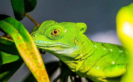 closeup of the face of a green plumed basilisk, tropical reptile specie from America