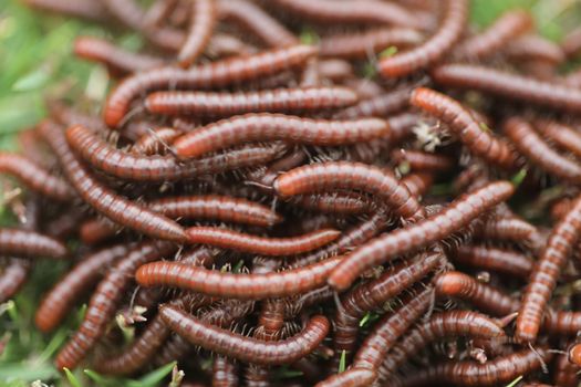 Insects Most Millipedes Coil Up