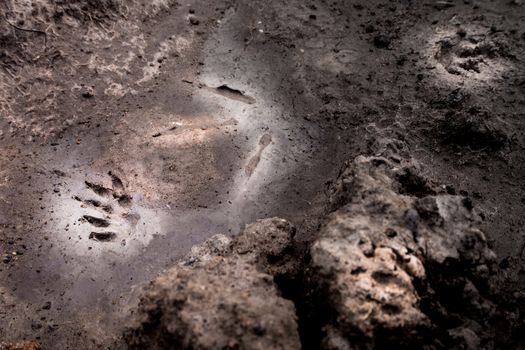 Wild animal footprint tread on soft soil ground