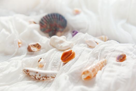 White textile background with different shells. Sea corals on fabric with ruches.