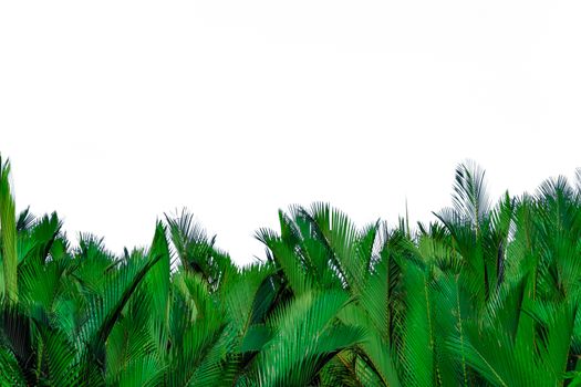 Nypa fruticans Wurmb (Nypa, Atap palm, Nipa palm, Mangrove palm)