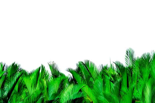 Green leaves of palm isolated on white background. Nypa frutican