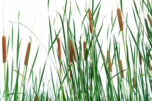 Typha angustifolia field. Green grass and brown flowers. Cattail