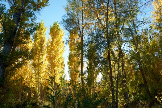 an elm forest