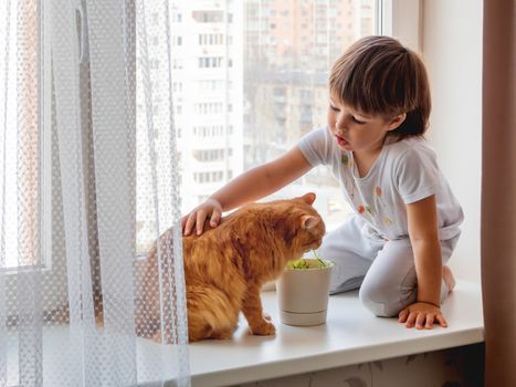 Toddler boy sits on windowsill and feeds cute ginger cat with gr