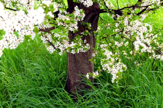 Trunk and flowers of a wild cherry