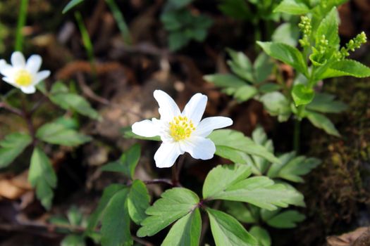 Wood anemone white flowers
