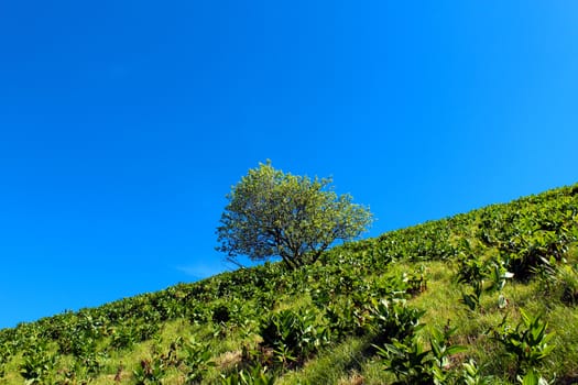 Tree against blue sky on a mountain