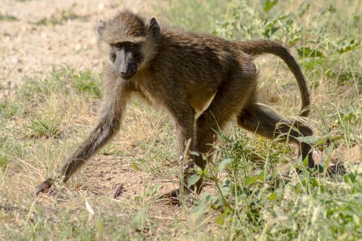 Vervet monkey in the natural habitat of the African savannah 