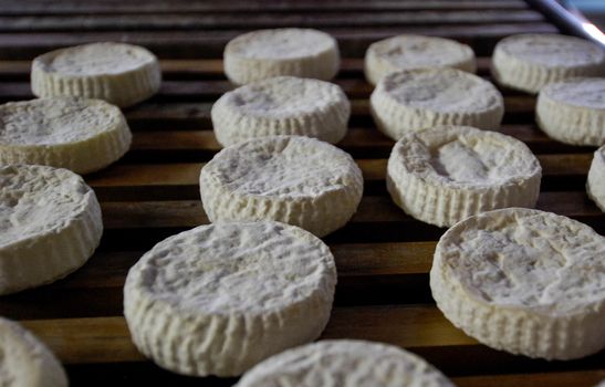 Italian Toma Langhe cheese in Piedmont - Italy
