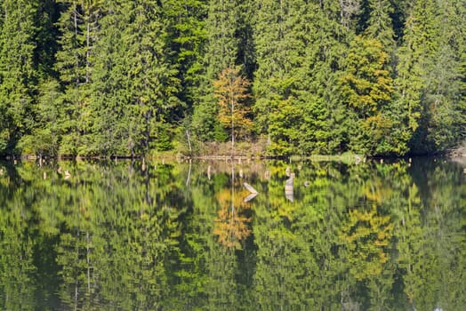 Mirroring evergreen forest