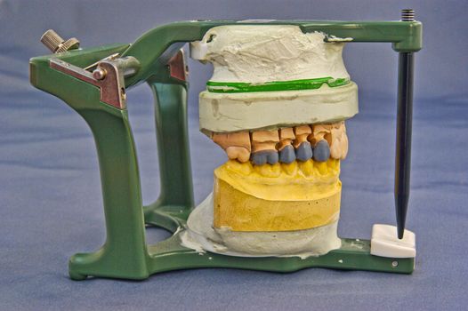 Dentist articulator with mouth model