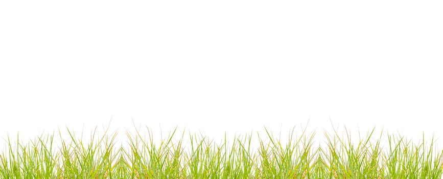 Green grass bush isolated over a white background