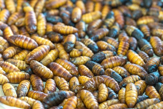 Pupa silkworm is hatched before becoming a butterfly 