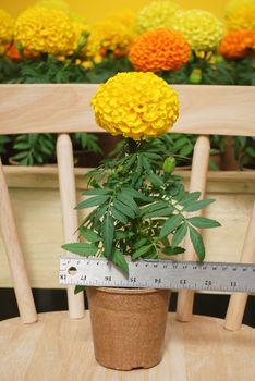 Marigolds Yellow Color (Tagetes erecta, Mexican marigold)