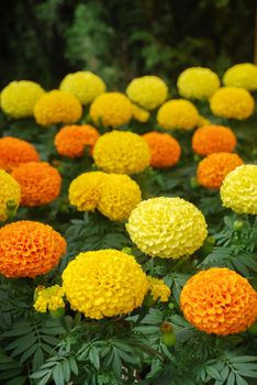 Marigolds Mixed Color (Tagetes erecta, Mexican marigold)
