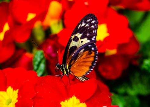 macro closeup portrait of a tiger longwing butterfly on red flowers, colorful tropical insect specie from Mexico and peru