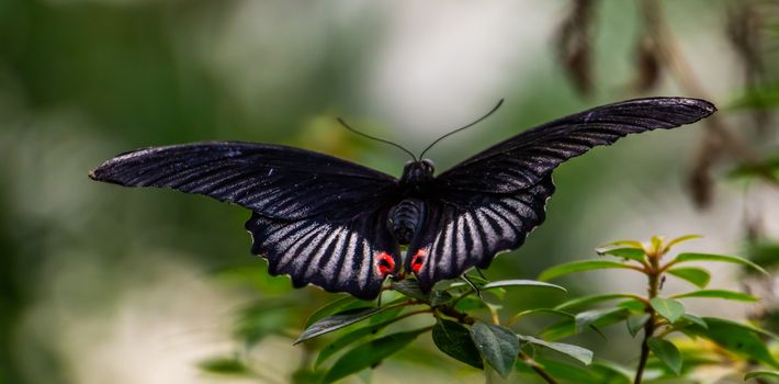 Red scarlet butterfly in macro closeup, tropical insect specie from Asia