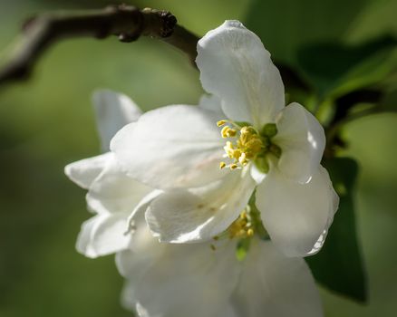 Blooming Apple tree branch