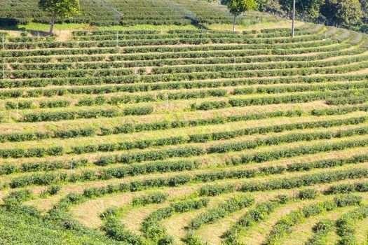 Row of green-tea trees in farm, wide angle shot