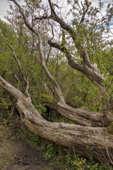 old dead tree branches in the forest with green plants in spring