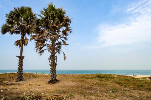 Two palm trees on Bijilo Beach 