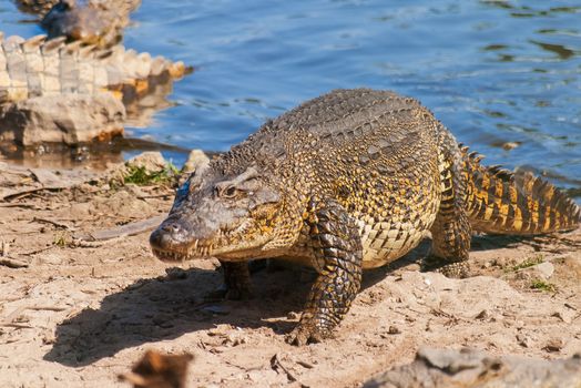 The Cuban crocodile (Crocodylus rhombifer) creeps out on the coast. It has the smallest range of any crocodile and can be found only in Cuba in the Zapata Swamp