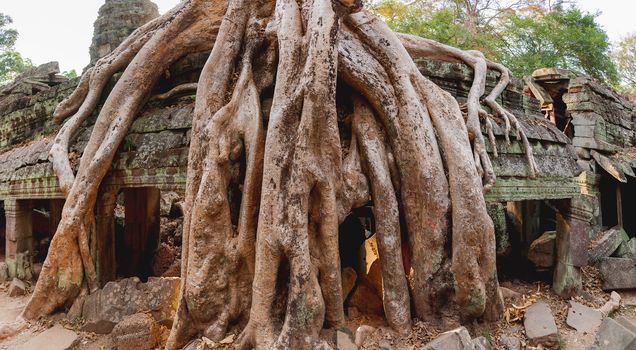 Ceiba tree ruin a building in Angkor Wat,temple complex in Cambodia and the largest religious monument in the world. UNESCO World Heritage Site. Siem Reap, Cambodia.